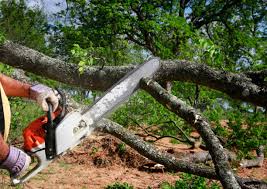 Best Tree Health Inspection  in Navesink, NJ