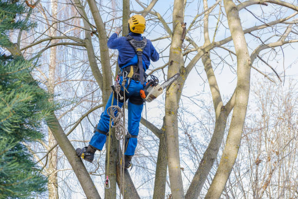 Tree and Shrub Care in Navesink, NJ