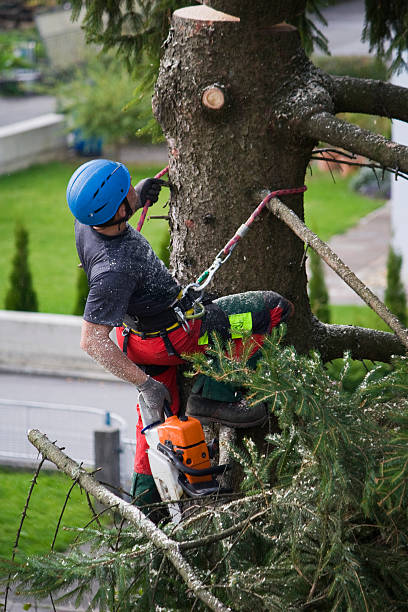 Best Emergency Tree Removal  in Navesink, NJ