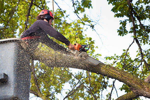 Reliable Navesink, NJ Tree Care Services Solutions