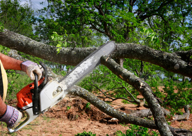 Best Tree Cabling and Bracing  in Navesink, NJ